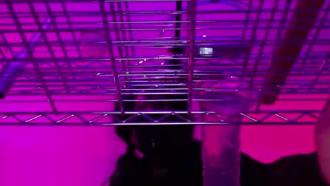 Snapshot of _natasha_diavolo_xxx chatting on 25, 12, 2024 Natasha Diavolo online show from 25, 12, 2024