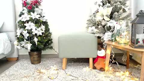 Snapshot of _sassy_girl chatting on 26, 12, 2024 Sassy Girl online show from 26, 12, 2024