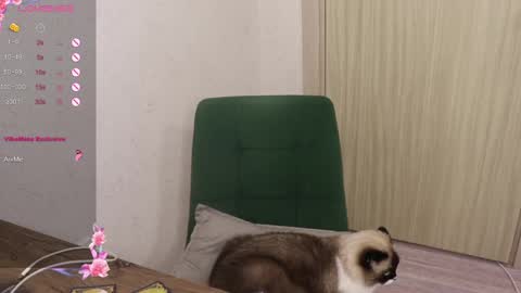 Alis online show from 6, 3, 2025