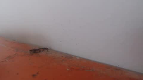 Alexamdergal online show from 24, 11, 2025