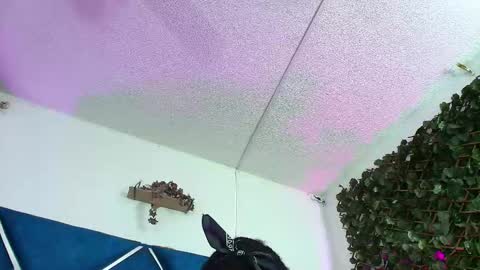 Alexa online show from 27, 3, 2026