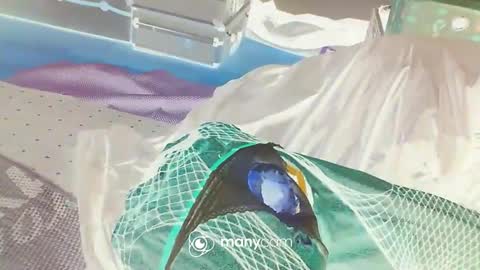 HoneyMelonGuy online show from 3, 1, 2025