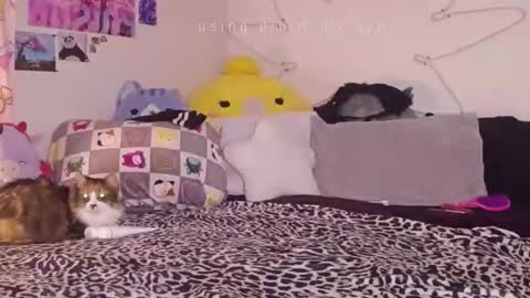 Snapshot of amia_mia chatting on 14, 1, 2026 amia mia online show from 14, 1, 2026