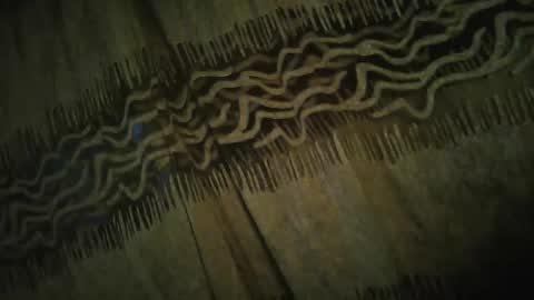 olo online show from 24, 11, 2025