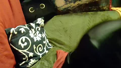 Snapshot of average_girl222 chatting on 20, 2, 2025 raven blue online show from 20, 2, 2025