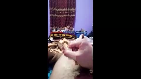 bahaa5555 online show from 1, 3, 2026