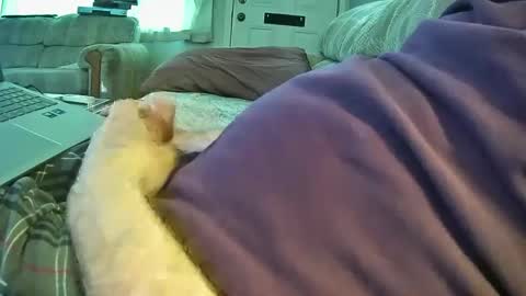 bcema2 online show from 26, 9, 2025