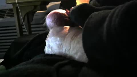 bear4146 online show from 6, 12, 2024