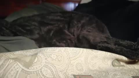 Biggest BC Energy online show from 1, 4, 2026