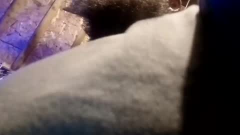 BigDaddykodack online show from 13, 11, 2025