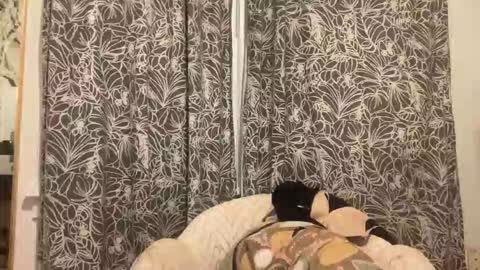 bigdickwalkin online show from 15, 2, 2026