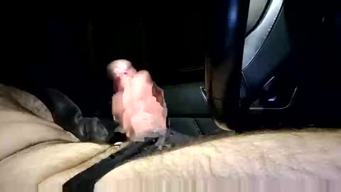 bigpapa2492 online show from 25, 1, 2025