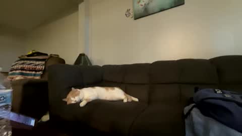 bluebloodednorsewitch online show from 16, 10, 2025