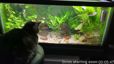 Booker Baxton online show from 9, 9, 2025