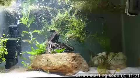 Booker Baxton online show from 21, 9, 2025