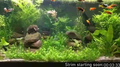 Booker Baxton online show from 18, 2, 2026