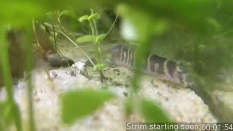 Booker Baxton online show from 20, 2, 2026