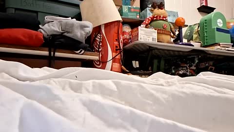 bushdoctor1 online show from 23, 9, 2025