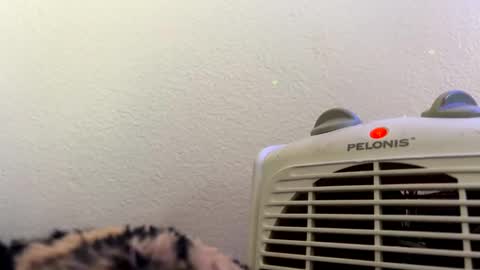 Snapshot of casidy1 chatting on 28, 2, 2025 casidy1 online show from 28, 2, 2025