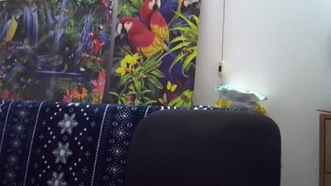 Snapshot of cassandra191 chatting on 5, 12, 2025 Cassandra online show from 5, 12, 2025