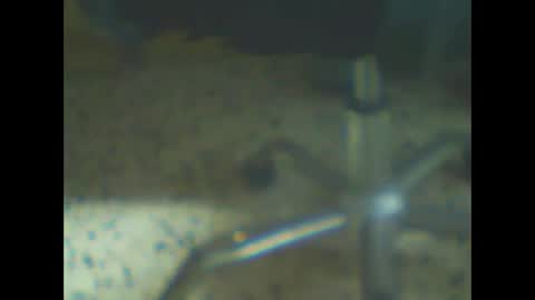 castells online show from 10, 2, 2026