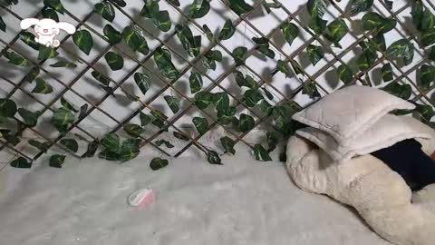 Snapshot of charly_evans60 chatting on 21, 2, 2025 charly_evans60 online show from 21, 2, 2025