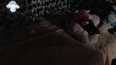 Snapshot of charly_evans60 chatting on 12, 3, 2025 charly_evans60 online show from 12, 3, 2025