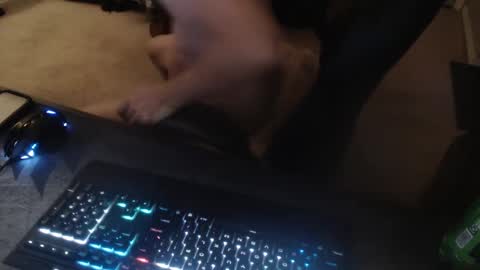 Dakota online show from 14, 9, 2025