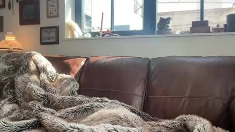 Daniel Bishop  Mason online show from 1, 3, 2026