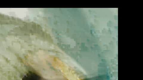 dandeb online show from 19, 1, 2026