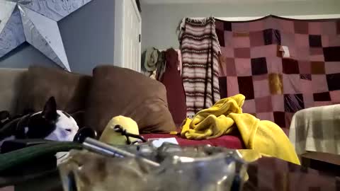 daryltasha8191 online show from 20, 1, 2025