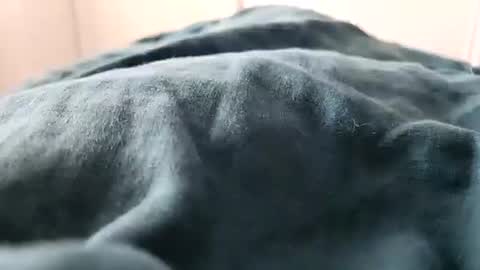 davdao3 online show from 16, 2, 2025