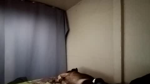 Snapshot of davidjose1995 chatting on 11, 12, 2024 Juice cock online show from 11, 12, 2024