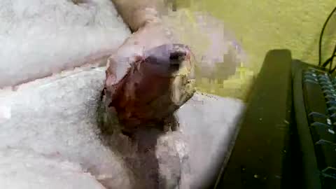 Snapshot of didyoujustseethat chatting on 7, 10, 2025 didyoujustseethat online show from 7, 10, 2025