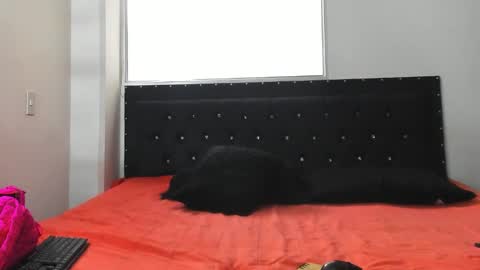 C E L E S T E  online show from 8, 10, 2025