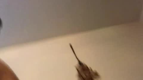 Snapshot of ducebabydee chatting on 18, 2, 2026 ducebabydee online show from 18, 2, 2026