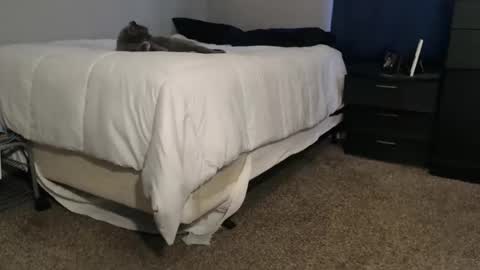 dwhitey4u online show from 2, 11, 2025