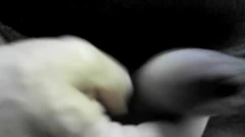 felicaste online show from 17, 9, 2025