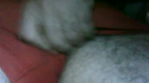 fer_2197 online show from 13, 11, 2025