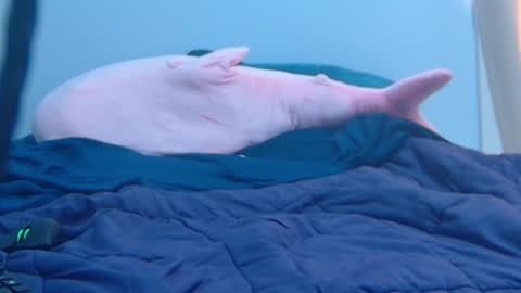 Snapshot of feralasf chatting on 27, 2, 2025 FE fee online show from 27, 2, 2025