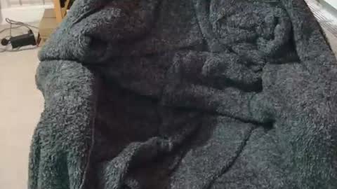 ffys2025 online show from 13, 2, 2026