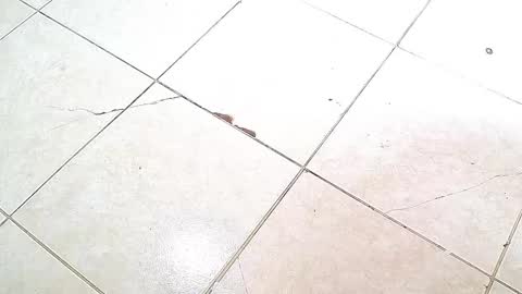 flyckers online show from 6, 10, 2025