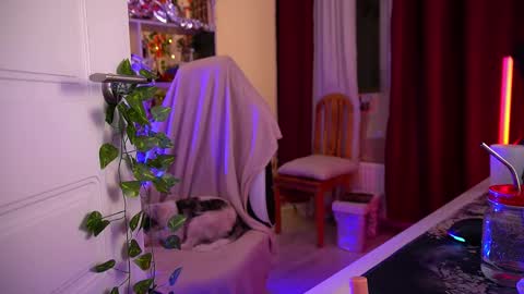 Snapshot of fox_and_dog chatting on 2, 12, 2025 Senya subscribe to telegram channel online show from 2, 12, 2025