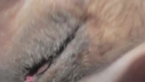 Snapshot of frumcake chatting on 10, 1, 2025 FrumCake online show from 10, 1, 2025