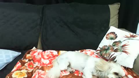 gaby  layla online show from 20, 1, 2025