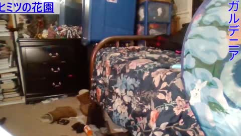 Gardenia online show from 29, 12, 2024