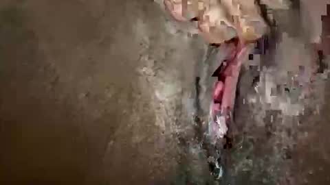 glazehoney online show from 28, 10, 2025