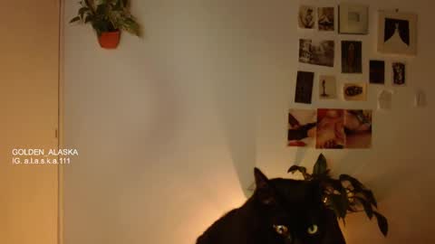 Snapshot of golden_alaska chatting on 5, 11, 2025 Alaska online show from 5, 11, 2025