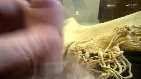 happygerman68 online show from 11, 11, 2025