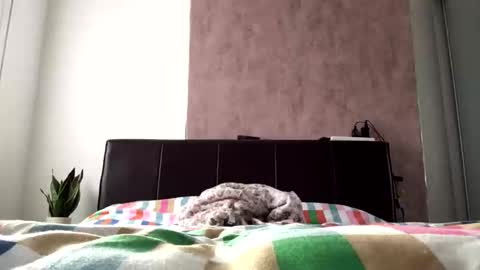 Hayle online show from 22, 10, 2025